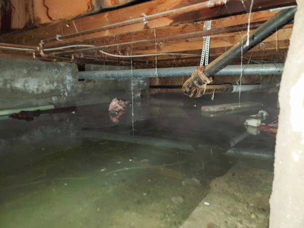 Best Water damage restoration experts  in Harvey, IL