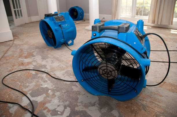 Best Basement water damage restoration  in Harvey, IL